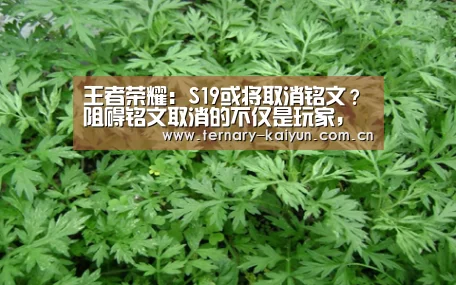 开云体育